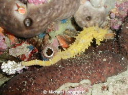 I was guiding a diver around the coastline of Marina Del ... by Michael Longman 